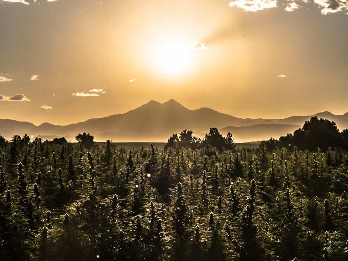 A Colorado hemp field at sunset